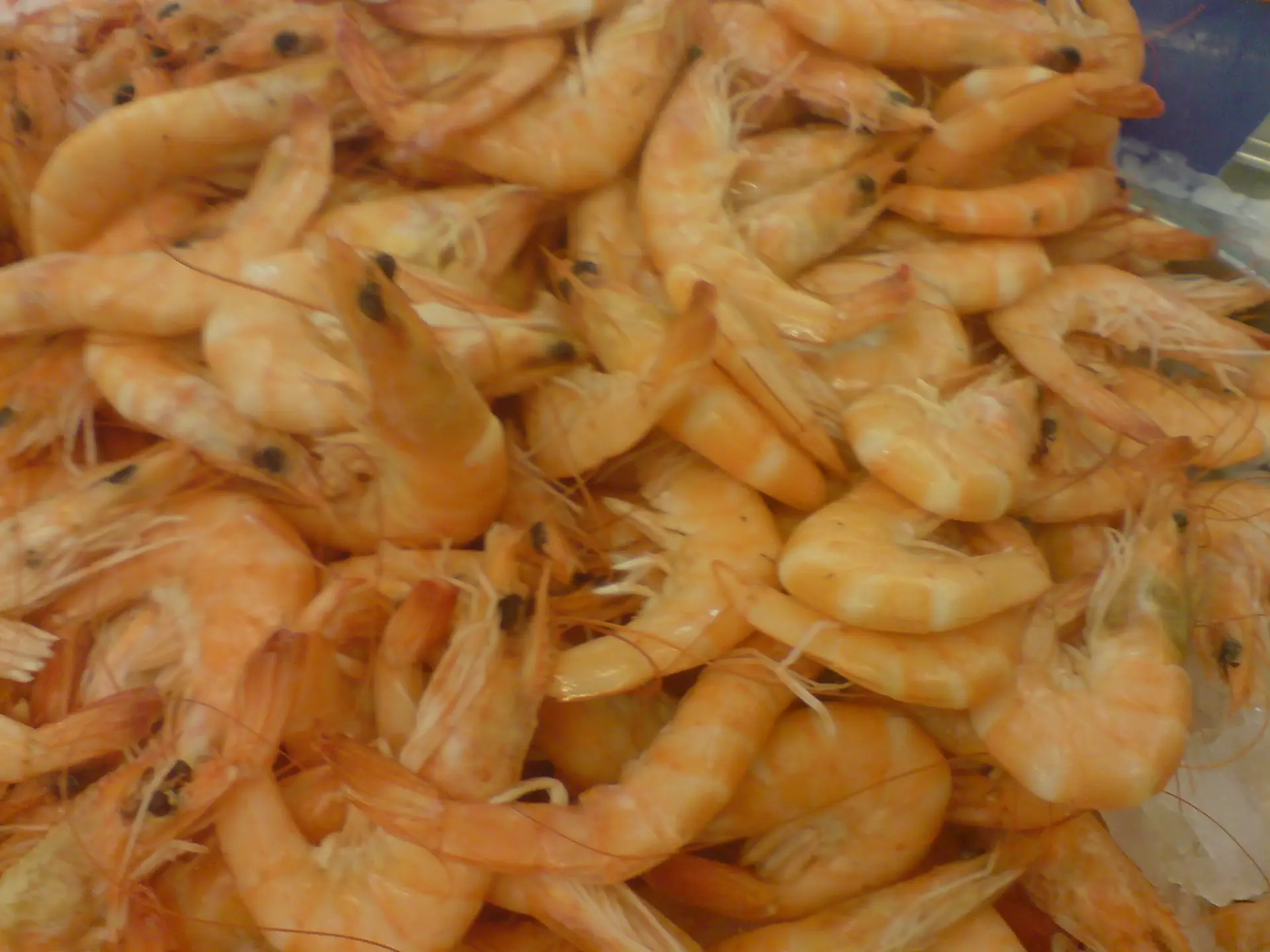 Crevettes grises